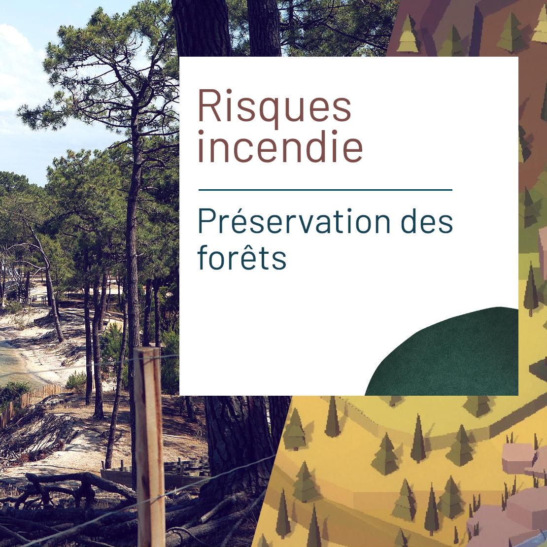 Illustration pour l'actualité La forêt, ce bien précieux qu’il faut préserver