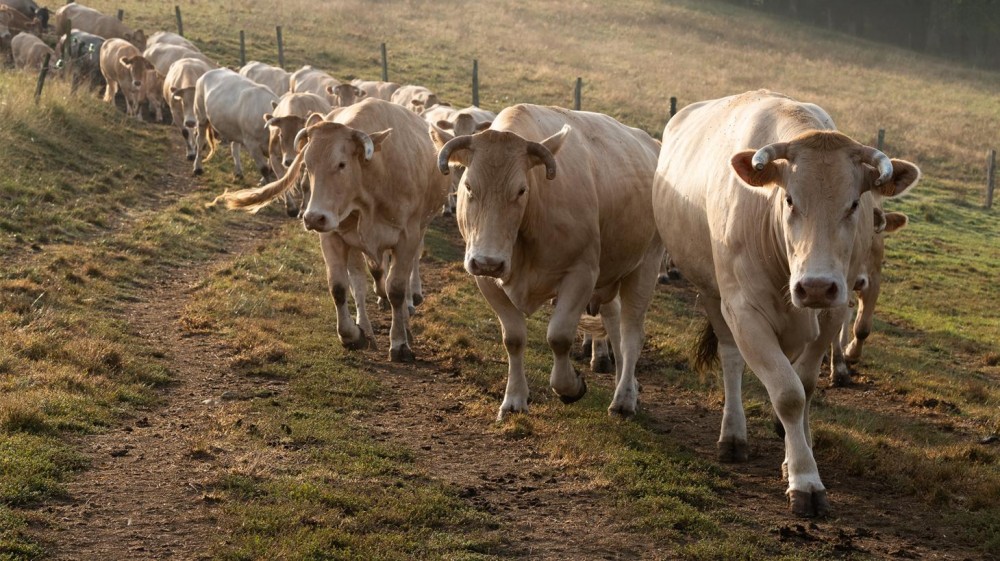 La Blonde d'Aquitaine, race bovine élevée par des hommes passionnés.